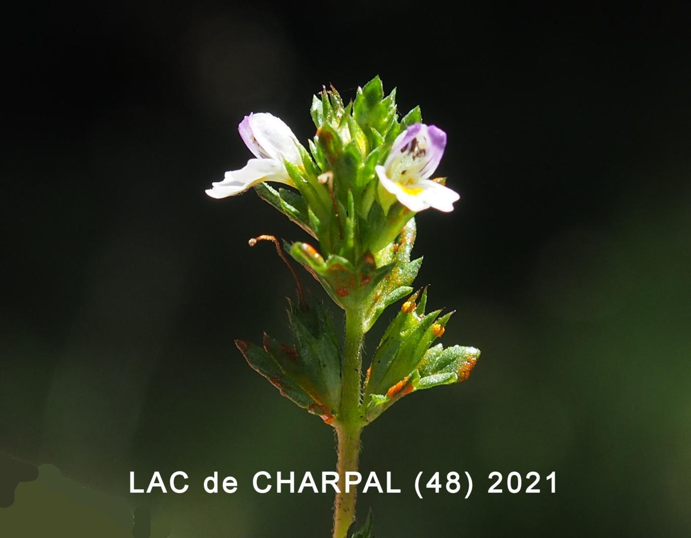 Eyebright, Slender flower